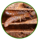 Termite