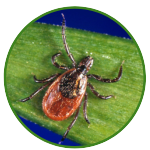 Ticks