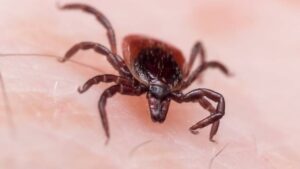 Ticks: Control Measures and Prevention Methods